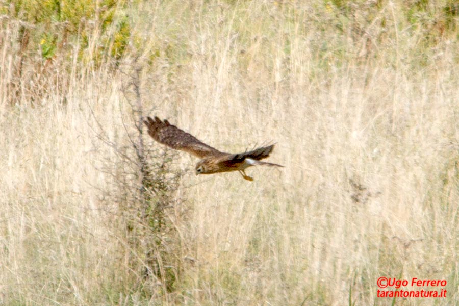 Albanella ? Quale ? Grazie !